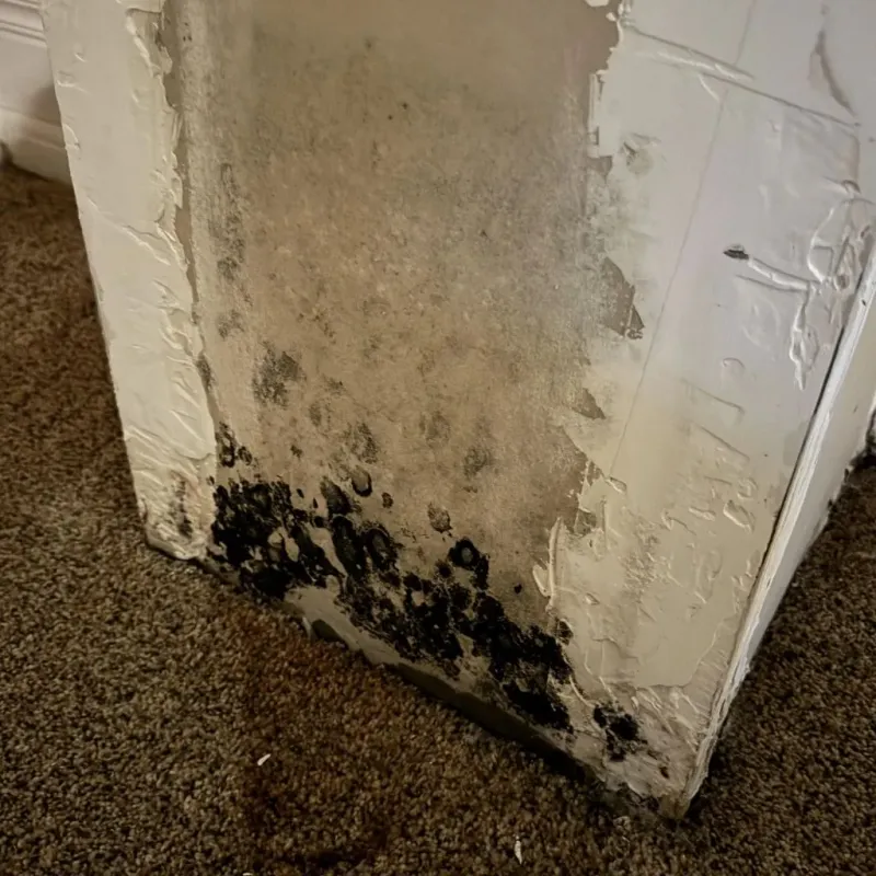 Professional Mold Removal in Warren County, VA